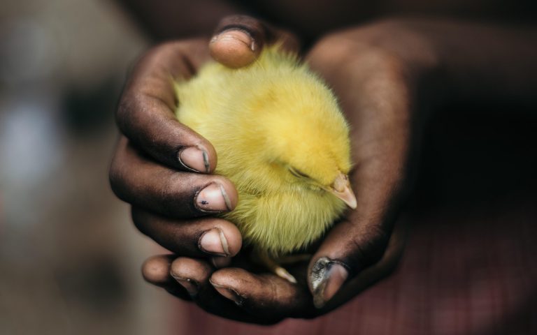 „Începutul unei revoluții” și o tehnologie ca la vaccinurile Covid. Poate carnea produsă din celule stem să salveze planeta?