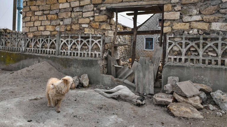 Un an de război: Mii de animale de companie din Ucraina au avut și ele nevoie de ajutor