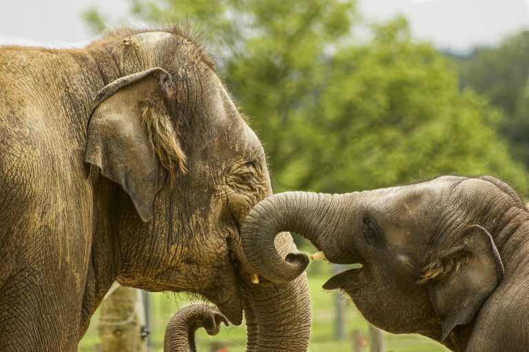 Botswana wants to dump 20k elephants in Germany’s lap