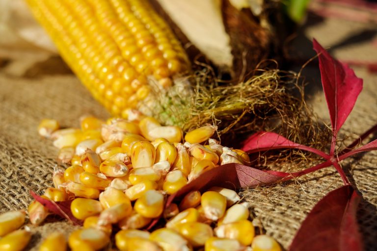 Comisia Europeană a autorizat importurile de porumb modificat genetic pentru hrana animalelor