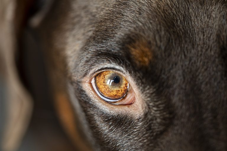 Parlamentul din Coreea de Sud a adoptat o lege care interzice comerţul cu carne de câine