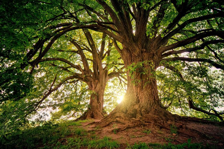 The tragic fate of trees and the people who try to help them: “Arboristica”