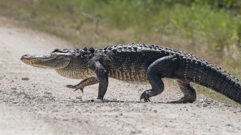 VIDEO | A răspuns la o bătaie la uşă și a fost muşcat de un aligator