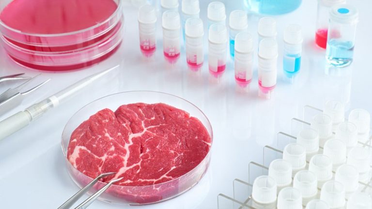 După făina de greieri, Italia declară război și alimentelor obținute în laborator