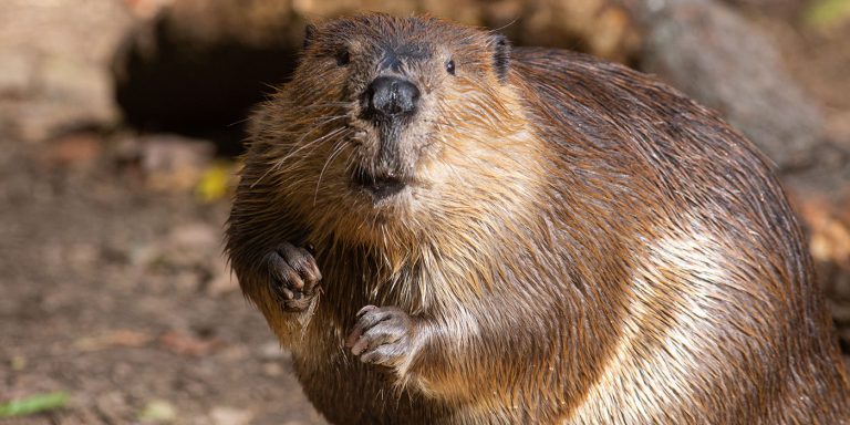 FOTO/VIDEO | Un castor, salvat de pompieri, după ce a intrat într-un bazin cu apă al unei staţii de tratare