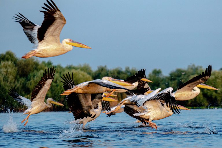 Tanczos Barna: Biodiversitatea astăzi în Delta Dunării nu este afectată de aceste lucrări de dragare