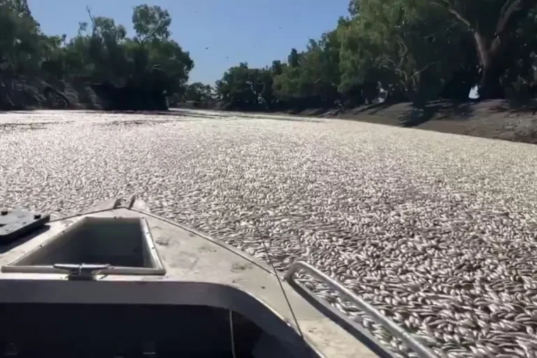 VIDEO | Australia: Milioane de peşti morţi plutesc pe un fluviu din sud-estul ţării