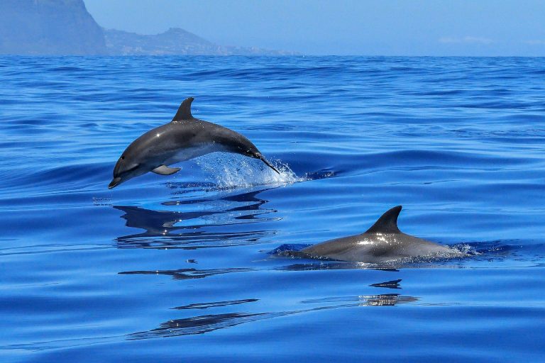 VIDEO | Momente incredibile cu delfini