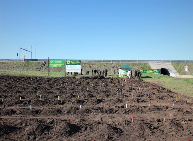 Campania de împăduriri de primăvară | Romsilva a înfiinţat alte 30 de hectare de perdele forestiere
