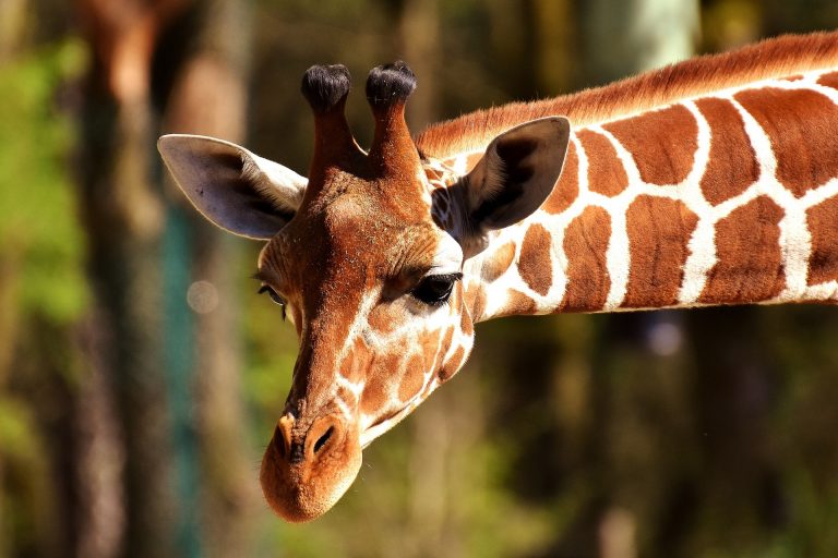 VIDEO | Ar trebui să existe grădini zoologice?