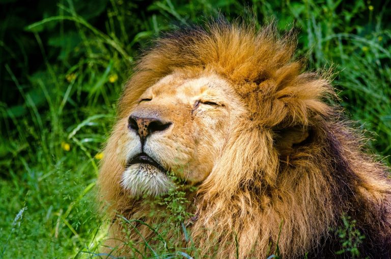 Circus lion prowls the streets of Italian town