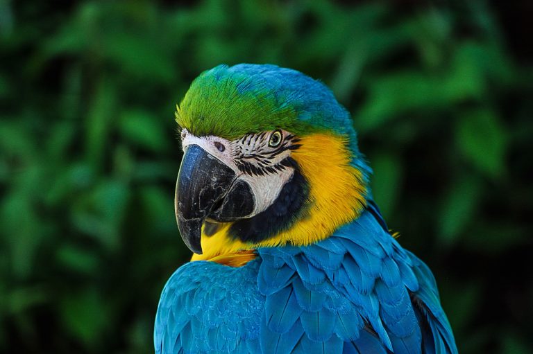 VIDEO | TOP 5 animale inteligente