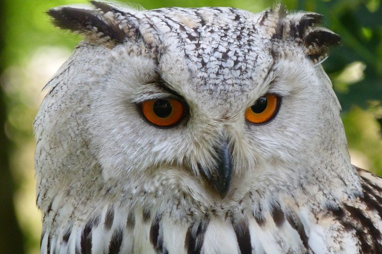 VIDEO | Animale cu superputeri