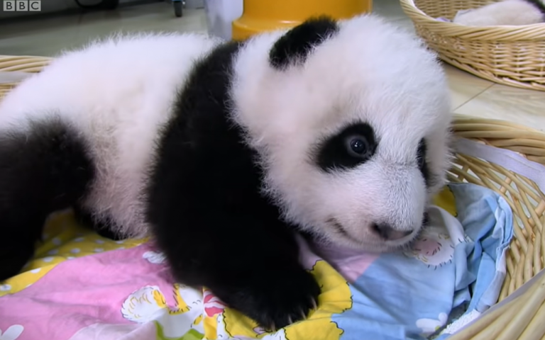 VIDEO | Povestea unui pui de panda abandonat