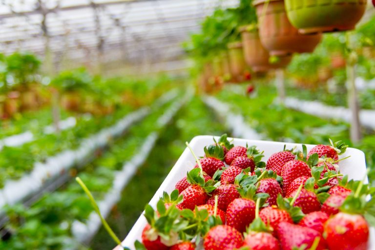Preşedintele Asociaţiei Femeilor Românce din Italia: Prevenţia unor situaţii de exploatare trebuie să înceapă de acasă. Lumea trebuie să fie avertizată să nu plece în locuri necunoscute de la care nu are informaţii verificate