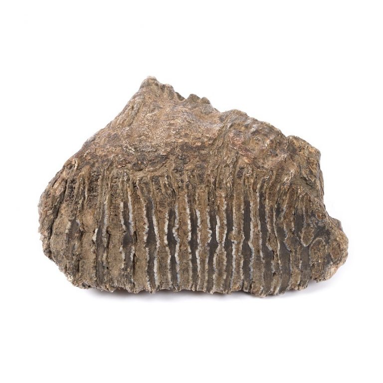 Un molar de mamut fosilizat, vechi de 100.000 de ani, în licitaţie la Bucureşti