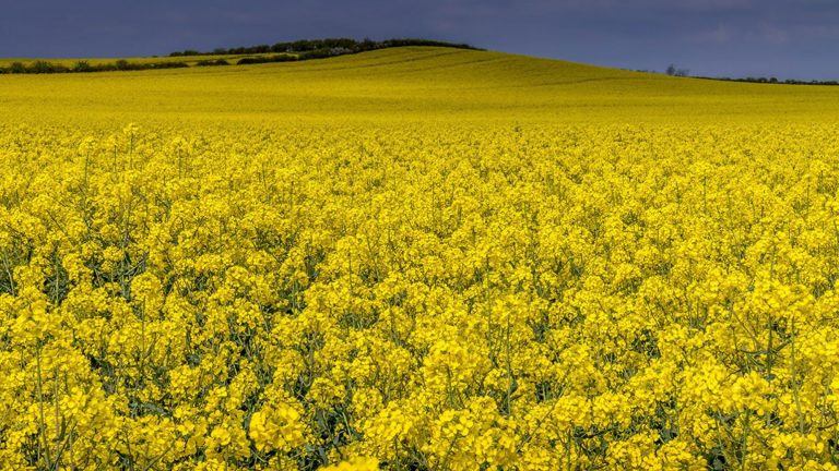 Drought and insufficient resources lead to harvest loss in Romania this year