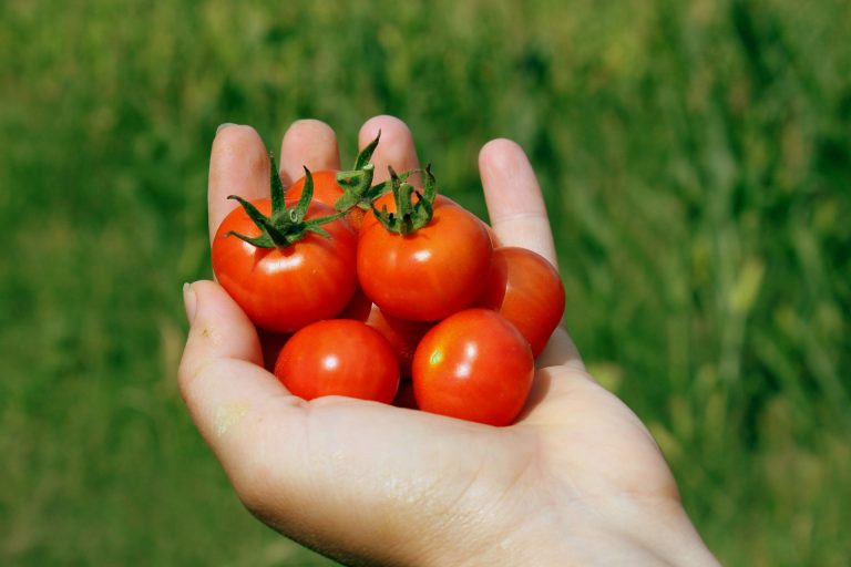 Legumicultor: Livrăm roşii cherry la 250 de grame, în caserolă, care costă 9,5 lei plus TVA/ Ca să îţi rămână o marjă de profit, normal că preţurile au ajuns la acest stadiu