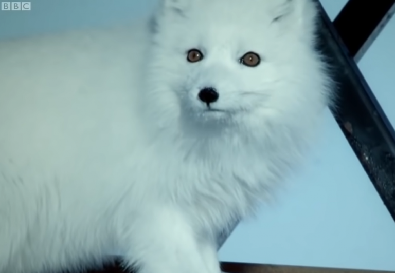VIDEO |  Top 5 animale care trăiesc în climat extrem