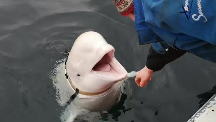 Beluga spion