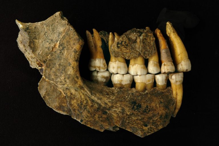 Bacterii necunoscute, descoperite pe dinţii unor oameni de Neanderthal, ar putea fi utilizate pentru a dezvolta noi antibiotice