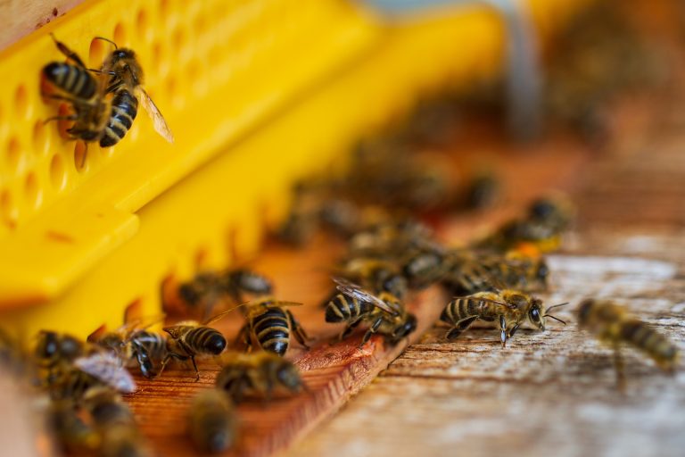 Ministerul Agriculturii pune în pericol siguranţa polenizatorilor şi a cetăţenilor printr-o nouă aprobare a pesticidelor neonicotinoide, susțin mai multe organizaţii