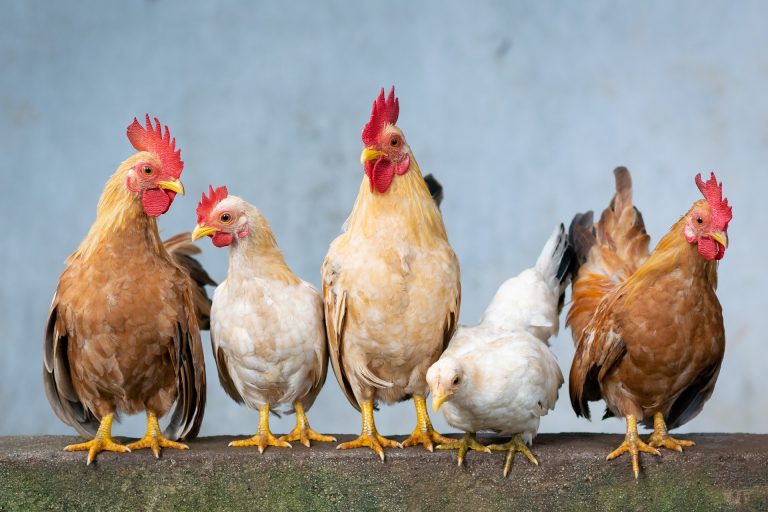 Gripa aviară se extinde rapid în fermele avicole din Uniunea Europeană