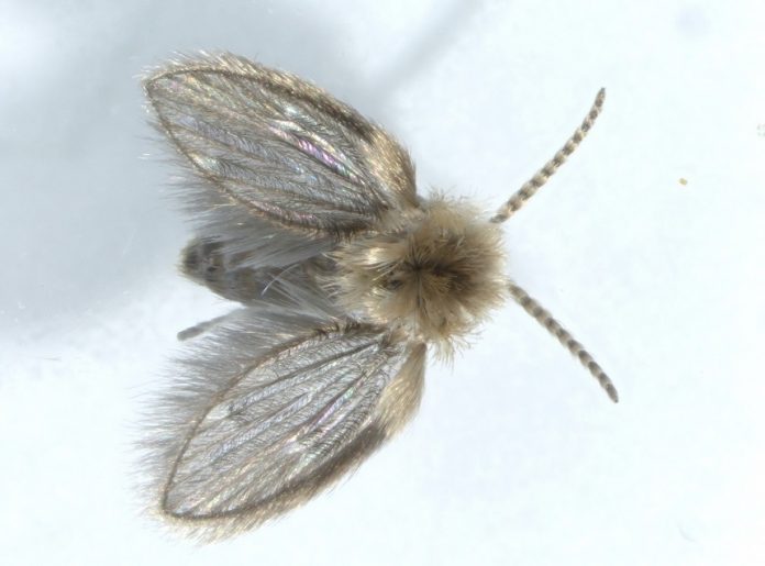 musca