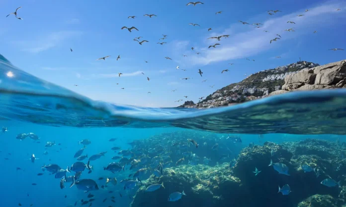 Ocean păsări pești