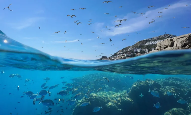 Oceanele înregistrează cea mai caldă lună mai înregistrată vreodată, anunţă serviciul european Copernicus