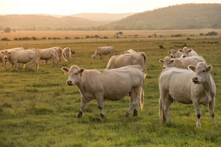 Guvernul a aprobat o nouă schemă de ajutor de stat în sectorul creşterii animalelor