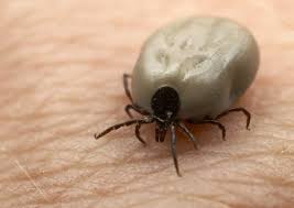 Un virus transmis de capuşe, descoperit relativ recent, se răspândeşte în Europa