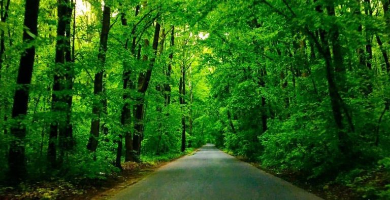 Proiect în vederea deschiderii temporare a drumului forestier din Pădurea Băneasa, adoptat de CGMB
