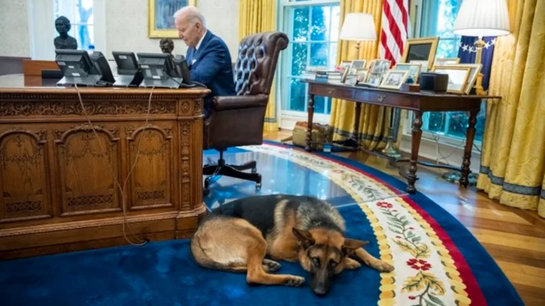 Unul dintre câinii lui Joe Biden ar fi provocat mai multe incidente la Casa Albă