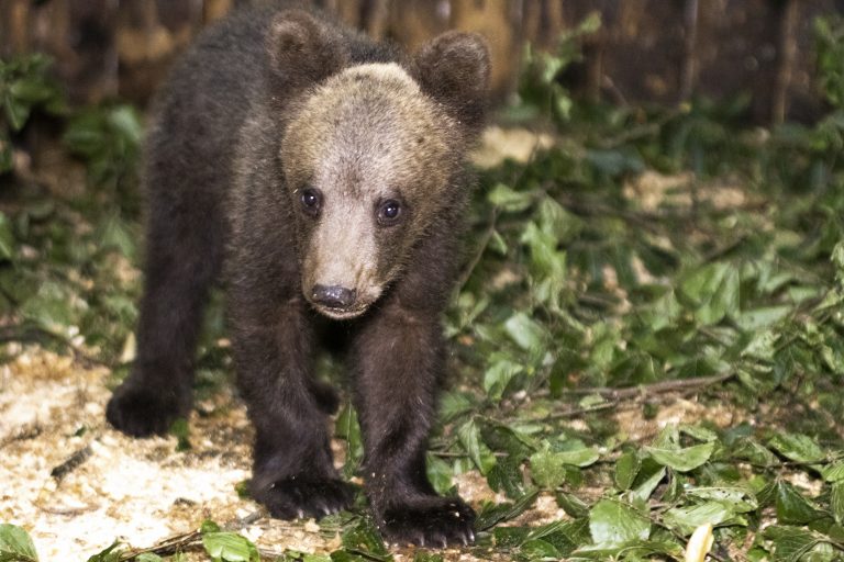 Bear captured on CCTV entering hotel in Romanian mountain resort