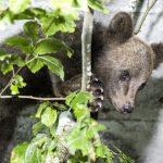 Belitsa, Bulgaria | 2023 07 18 | Rescued Bear Cub at BEAR SANCTUARY Belitsa, Bulgaria. Copyright: © FOUR PAWS | Hristo Vladev