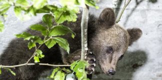 Belitsa, Bulgaria | 2023 07 18 | Rescued Bear Cub at BEAR SANCTUARY Belitsa, Bulgaria. Copyright: © FOUR PAWS | Hristo Vladev