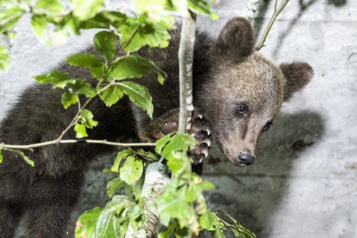 Rescue bear cub in BEAR SANCTUARY Belitsa on 18 July 2023 Copyright: © FOUR PAWS | Hristo Vladev Belitsa, Bulgaria | 2023 07 18 | Rescued Bear Cub at BEAR SANCTUARY Belitsa, Bulgaria. Copyright: © FOUR PAWS | Hristo Vladev