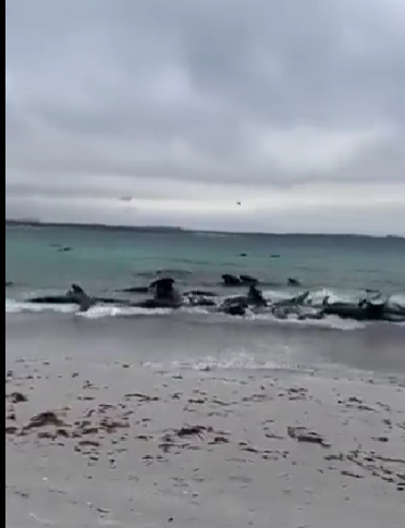 Australia | Zeci de balene moarte pe o plajă