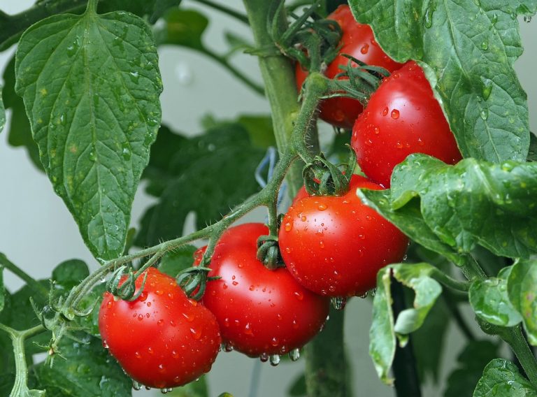 Ministerul Agriculturii, despre controalele privind reziduurile de pesticide: Prezentarea unor rezultate obţinute cu instrumente neomologate induce dezinformarea