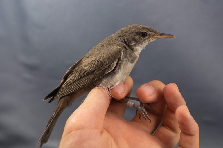 O nouă specie de pasăre, descoperită în România, în rezervaţia ”Dunele Marine de la Agigea”