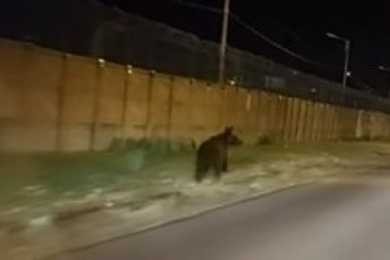 Autorităţile din Ploiești rămân în alertă, deoarece specialiştii sunt de părere că ursul capturat luni dimineaţă nu ar fi singurul din zona oraşului