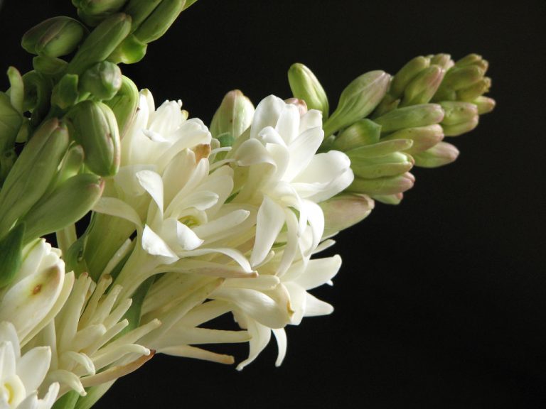 The gorgeous tuberose festival is this weekend