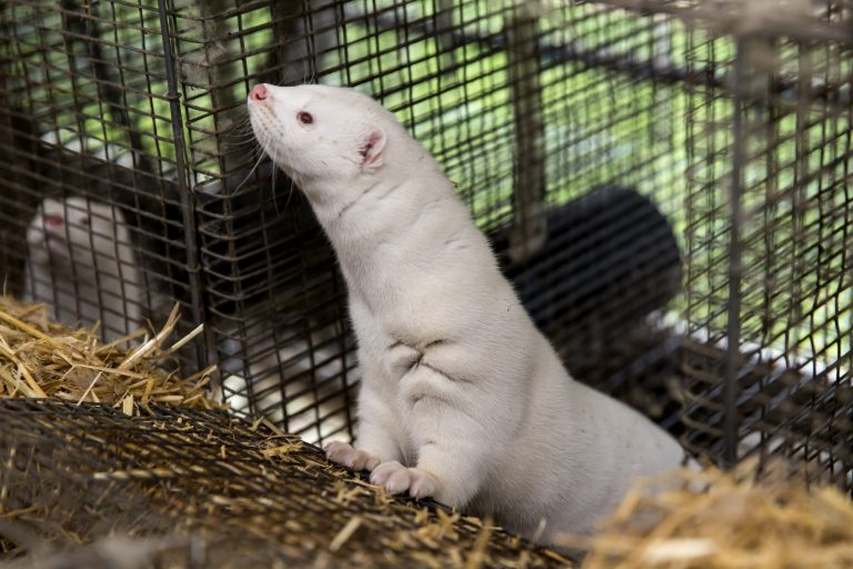 They’re on the loose! 8000 mink evade from Pennsylvania farm