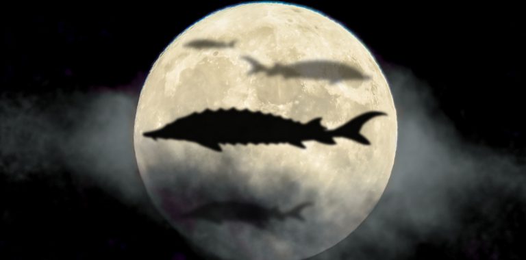 Peşti pe Lună? Un experiment francez se dovedeşte ”foarte promiţător”