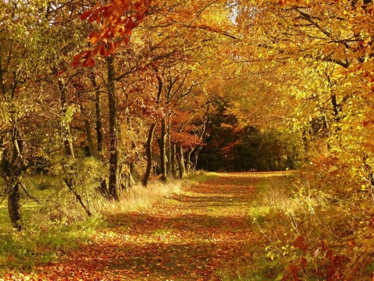 ANM: Temperaturi uşor mai ridicate faţă de cele normale ale perioadei, în luna noiembrie