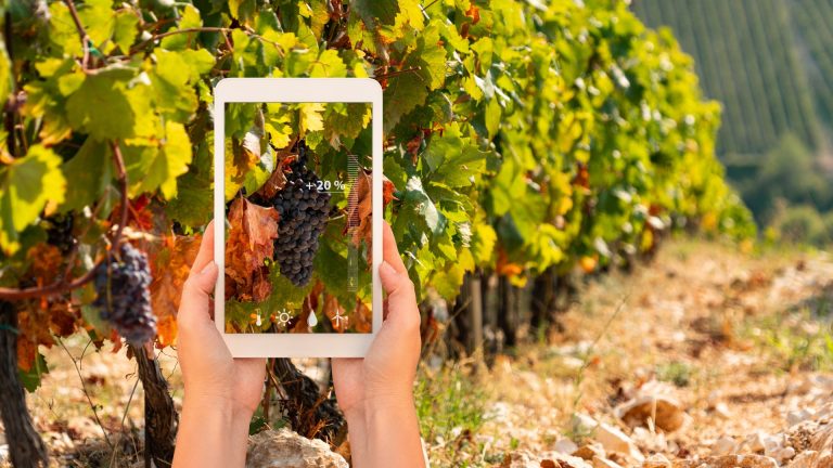 Producţia mondială de vin, la cel mai scăzut nivel din ultimii 60 de ani