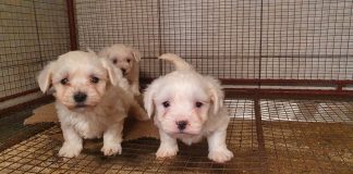 Romania | 2022 05 | Investigation into the illegal puppy trade in Romania. Illegally bred puppies from puppy mills in Romania. Photo @FOURPAWS.