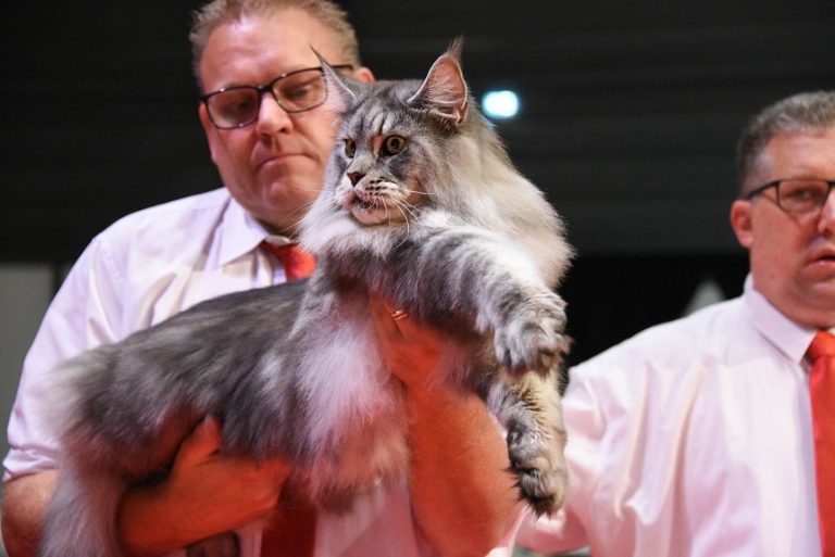 Un motan din rasa Maine Coon, crescut în România, a câştigat titlul de World Winner 2023 la o expoziţie din Franța