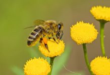 Franța aprobă reintroducerea unor pesticide interzise